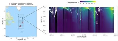 Net Community Production, Dissolved Organic Carbon Accumulation, and Vertical Export in the Western North Atlantic